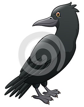 Cartoon crow isolated on white background