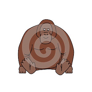 Cartoon cute brown Orangutan. Vector doodle outline rainforest animal illustration. Isolated monkey on white background