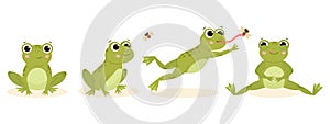 Cartoon cute hunting frog, amphibian carnivore catch insects. Green water animal food chain, hungry frog flat vector illustration