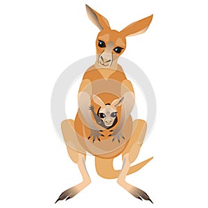 Cartoon cute Kangaroo and Joey