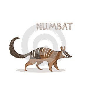 A cartoon cute numbat, isolated on a white background. Animal alphabet.