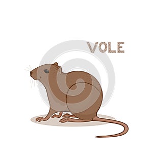 A cartoon cute vole, isolated on a white background. Animal alphabet.