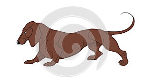 Cartoon dachshund vector