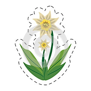 cartoon daffodil flower image