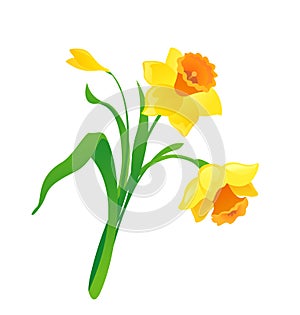 Cartoon daffodil