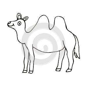 Cartoon doodle happy camel isolated on white background.  Childlike style.