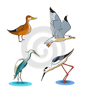 Cartoon drawing of some wetlands birds