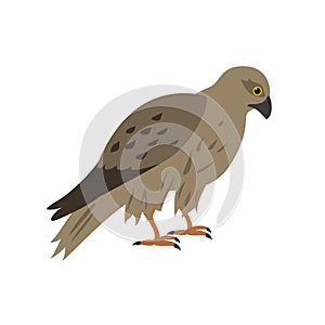 Cartoon falcon icon on white background.