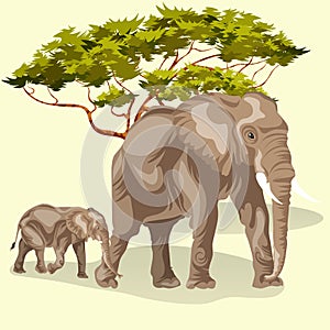 Cartoon family of african elephants walking in savannah