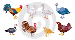 Cartoon farm birds chicken hen, rooster, duck and goose. Poultry family. Flat domestic egg producing bird, hens, turkey