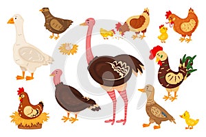 Cartoon farm birds, cute chick, hen and rooster. Chicken, goose, duck, turkey, quail, ostrich, nest with eggs, domestic