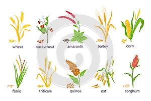 Cartoon farm cereal crops and grain grass plants. Agriculture corn, wheat, maize, buckwheat, amaranth and quinoa seeds