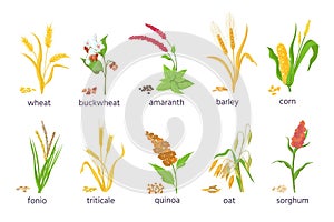 Cartoon farm cereal crops and grain grass plants. Agriculture corn, wheat, maize, buckwheat, amaranth and quinoa seeds and ears