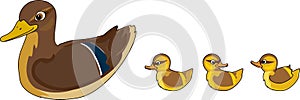 Cartoon female mallard Anas platyrhynchos with ducklings isolated on white