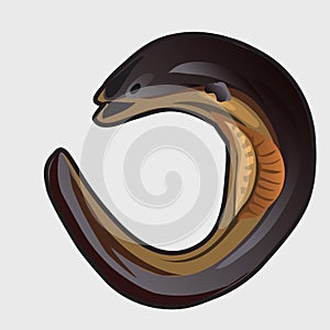 Cartoon fish european eel. Vector illustration