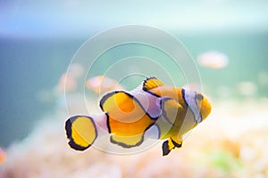 Cartoon fish near sea anemone