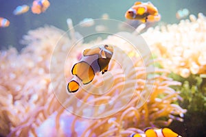 Cartoon fish near sea anemone