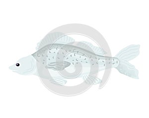 Cartoon fish swimming, gray spotted freshwater fish, side view. Aquatic life and underwater fauna vector illustration