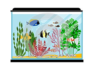 Cartoon fishes in aquarium. Saltwater or freshwater fish tank vector illustration photo
