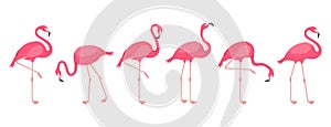 Cartoon flamingo, pink swan, tropical bird icon, summer animal, cute zoo character set. Exotic fauna vector illustration