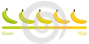 Cartoon flat ripeness of bananas vector illustration