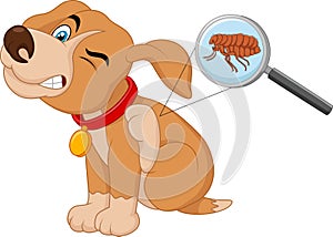 Cartoon flea infested dog photo