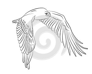 Cartoon flying wild eagle in isolate on a white background.