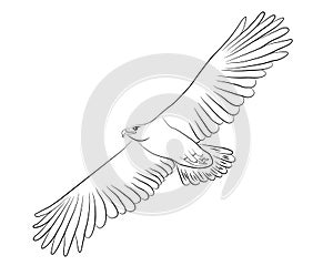 Cartoon flying wild eagle in isolate on a white background.