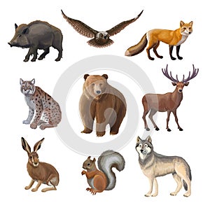 Cartoon Forest Animals Set