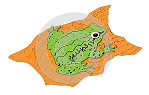 Cartoon frog