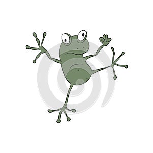 Cartoon frog. Vector illustration on a white background