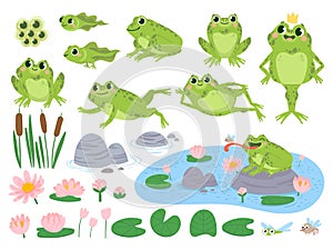 Cartoon frogs. Green cute frog, egg masses, tadpole and froglet. Aquatic plants water lily leaf, toads wild nature life