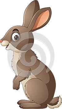 Cartoon funny rabbit on white background