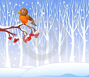 Cartoon funny robin bird on the berry tree with winter background