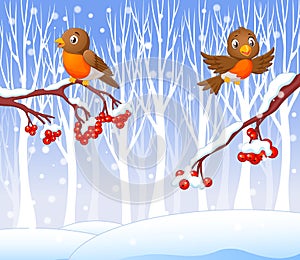 Cartoon funny robin bird on the berry tree with winter background