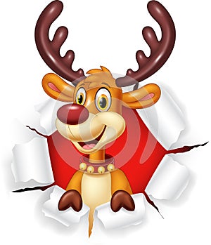 Cartoon funy deer with blank sign Isolated on white background