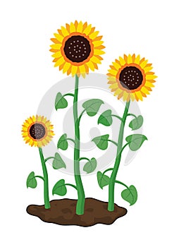 Cartoon of garden sunflowers grow in soil. vector