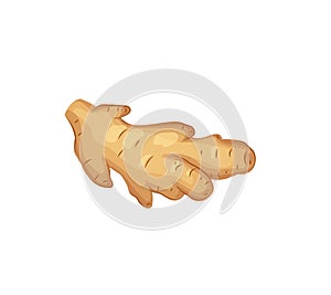 Cartoon ginger isolated on white. Fresh ginger root icon. Healthy food concept.