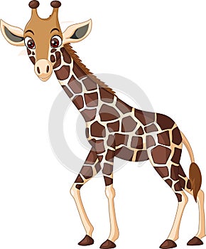 Cartoon giraffe isolated on white background