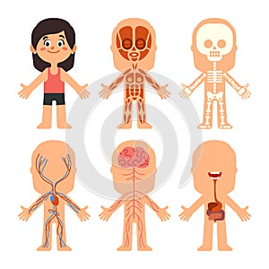 Cartoon girl body anatomy. Woman veins, organs and nervous system biology chart. Human skeleton and muscle systems photo