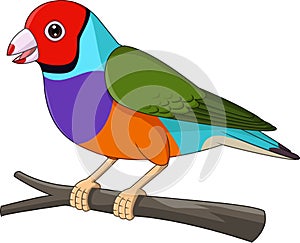 Cartoon Gouldian Finch Bird on Tree Branch