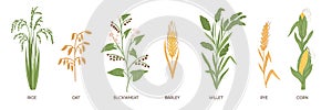 Cartoon grain crops. Different cereal grasses. Agricultural plants. Buckwheat and rice. Ear of corn. Oat and rye field