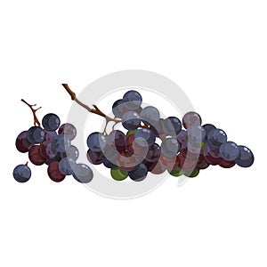 Cartoon grapes. Fresh vitamin fruit. Juicy and sweet fruit. Drawing for children. Illustration on white background.