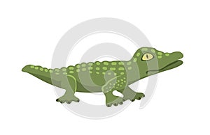 Cartoon green crocodile danger predator and australian wildlife river reptile carnivore alligator with scales teeth flat