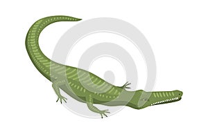 Cartoon green crocodile danger predator and australian wildlife river reptile carnivore alligator with scales teeth flat