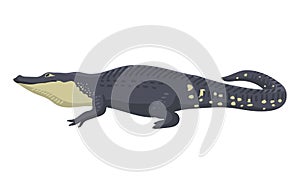 Cartoon green crocodile danger predator and australian wildlife river reptile carnivore alligator with scales teeth flat