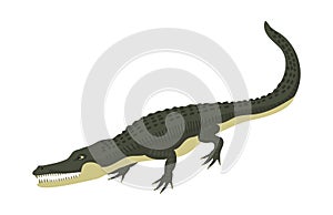 Cartoon green crocodile danger predator and australian wildlife river reptile carnivore alligator with scales teeth flat