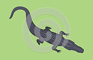 Cartoon green crocodile danger predator and australian wildlife river reptile carnivore alligator with scales teeth flat