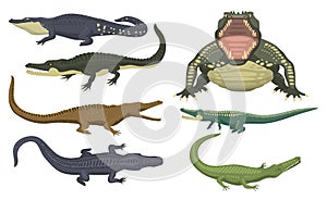 Cartoon green crocodile danger predator and australian wildlife river reptile carnivore alligator with scales teeth flat