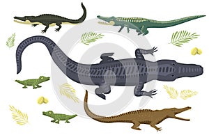 Cartoon green crocodile danger predator and australian wildlife river reptile carnivore alligator with scales teeth flat